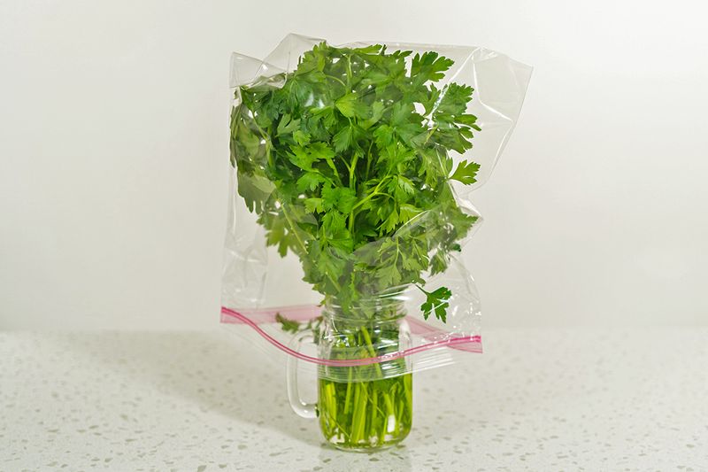 A bunch of Italian parsley in a glass mason jar with a handle filled with water. A plastic Ziploc bag is placed over the fresh herbs to protect them from the cold of the fridge.