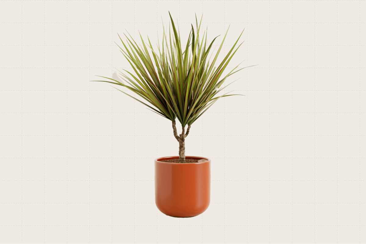 A spiky-looking Dracaena Marginata plant in a modern, terracotta-colored planter. The plant arrives 12 to 18 inches tall.