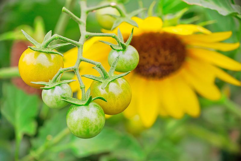 A close-up shot of unripened cherry tomatoes (in the foreground) and a sunflower (in the background). They are growing next to each other in a garden.
