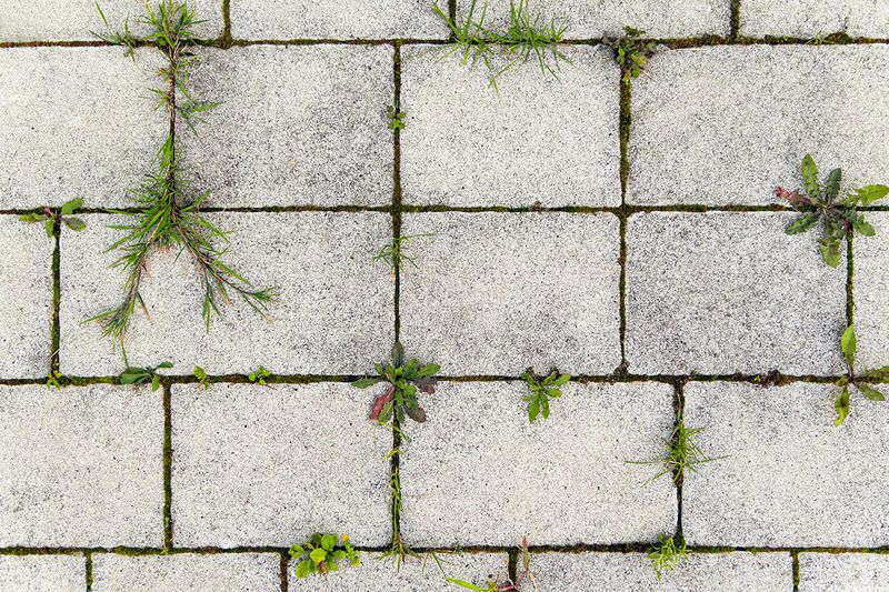 An overhead, close-up shot of stone pavers with weeds in the cracks.