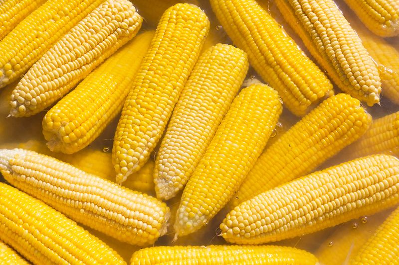 Close-up of several bright yellow ears of corn cooking in water.