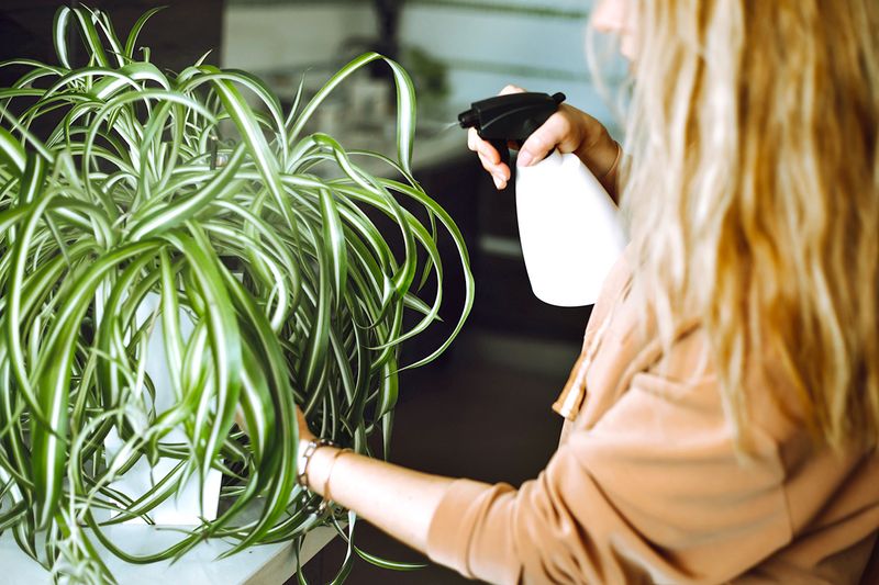 An anonymous blonde woman spritzing a large spider plant with water from a spray bottle.