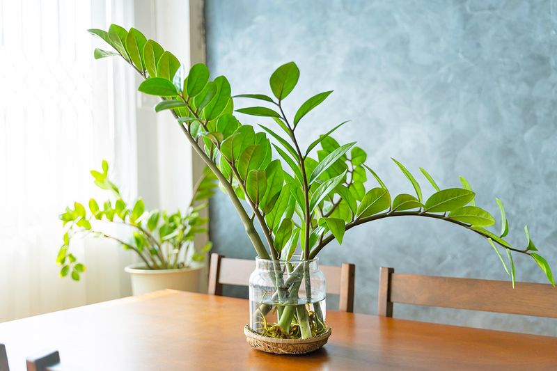 Two ZZ plants, one growing in a glass of water on a dining table, and the other in the background by a window with sheer curtains in front of it.