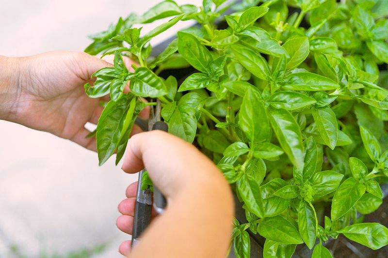 Close-up of someone's hands pruning a basil plant with shears to encourage more growth.
