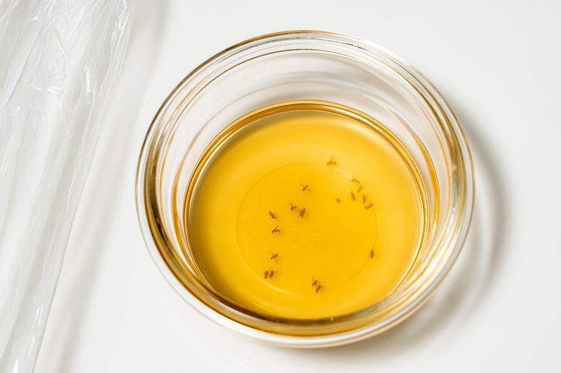 A small glass bowl of apple cider vinegar with dead fruit flies floating on the surface.