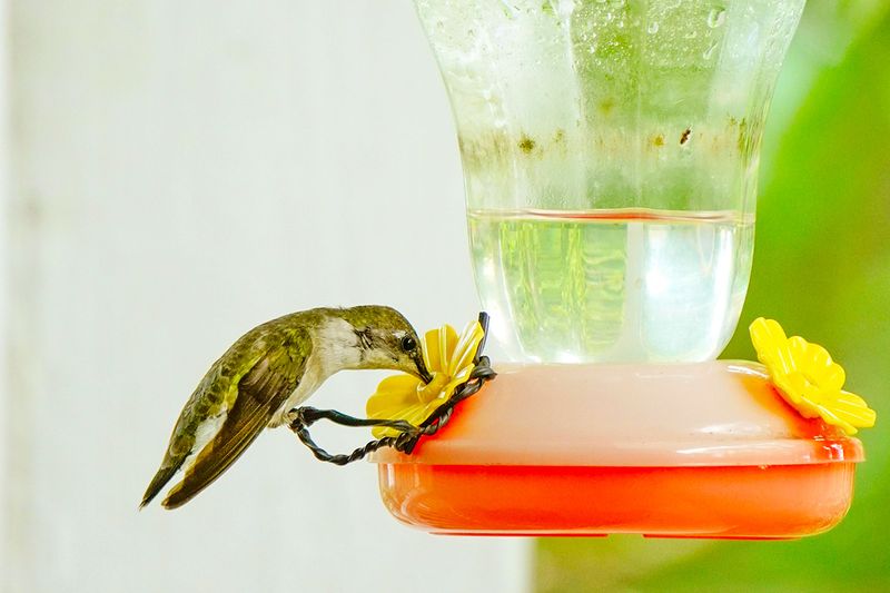A hummingbird at a feeder, perched on a wire loop to help it drink nectar from the fake flower.