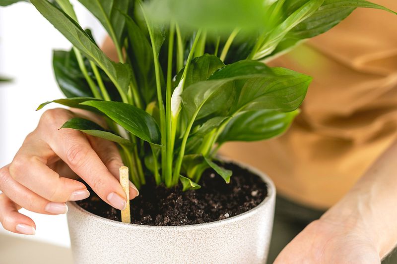 Anonymous person inserting a chopstick into the soil of a houseplant.