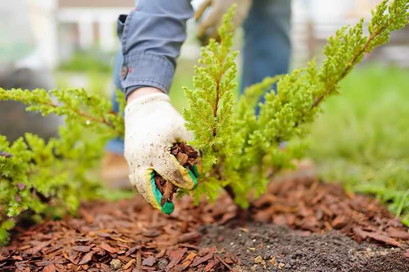 Anonymous person wearing gardening gloves placing mulch around shrubs in a garden bed.