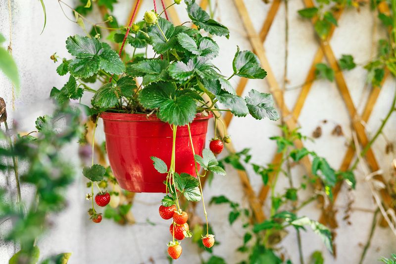 A strawberry plant in a red hanging basket set against a trellised wall.