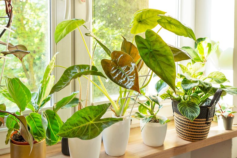 About half a dozen houseplants, placed close to each other, lined up on a windowsill.