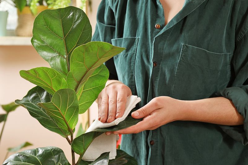 Anonymous woman wiping the leaves of a fiddle leaf fig with a cloth.