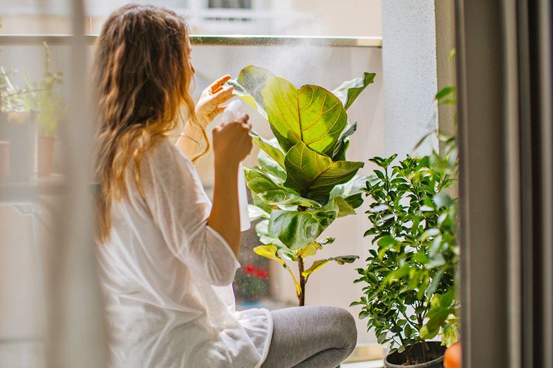 A young woman spritzing a fiddle leaf fig plant with a spray bottle. The plant is positioned near a window.