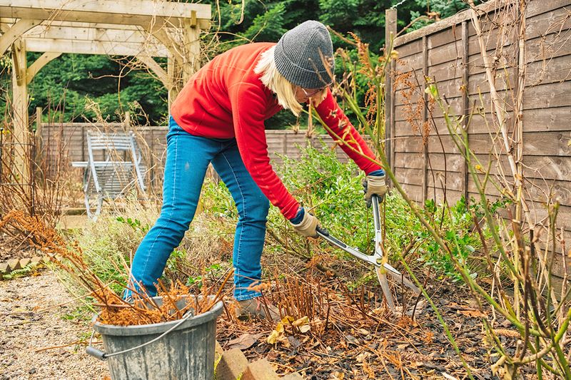 Older woman wearing a hat and gloves pruning plants in her garden before spring arrives.