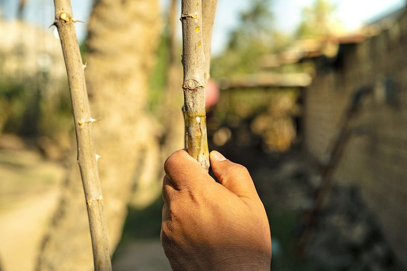 A person's hand gripping the stem of a woody-stemmed plant that has not yet blossomed.