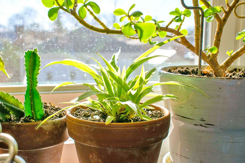 Three potted houseplants sitting in a sunny windowsill.
