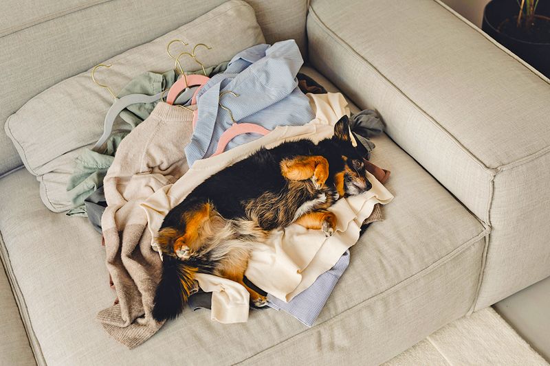 A small dog lying in a pile of laundry on a beige sofa.