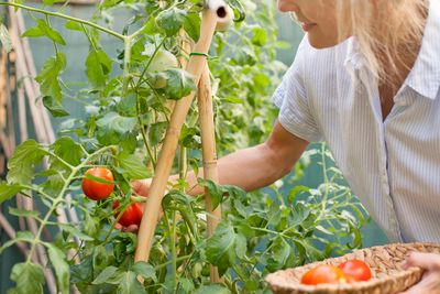 The 2-Tablespoon Trick for Bigger, Better Tomatoes