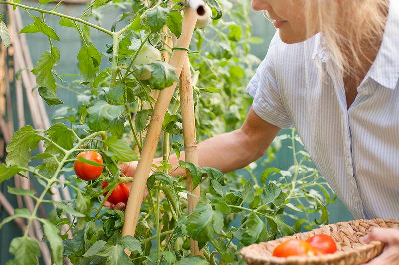 Anonymous woman picking ripe tomatoes from a bushy plant in a garden bed.