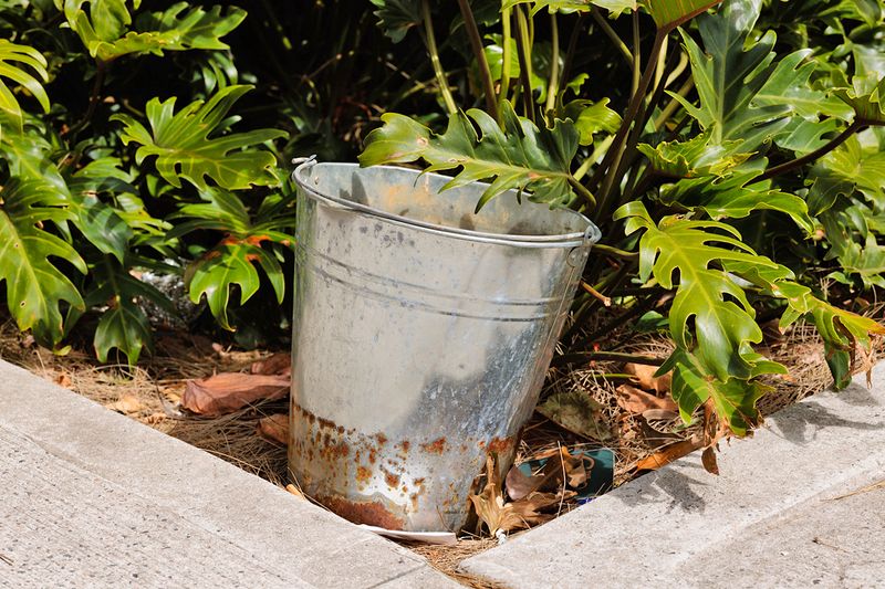 A rusting metal bucket in a garden bed next to a tropical-looking plant.
