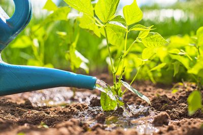 You’re Watering Your Garden Wrong (and Wasting Water)