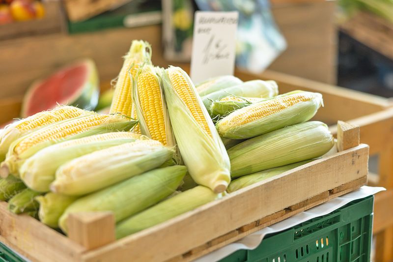 A fresh corn on the cob display at a grocery store.