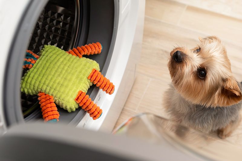 A Yorkshire Terrier dog looking at its plush toy in the washing machine.