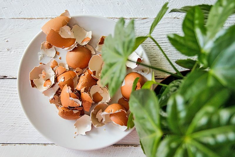 An overhead shot of a plate of brown eggshells next to a money tree plant.