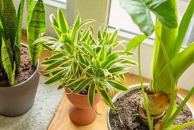 Destroy Houseplant Gnat Larvae Without Sticky Traps or Sprays