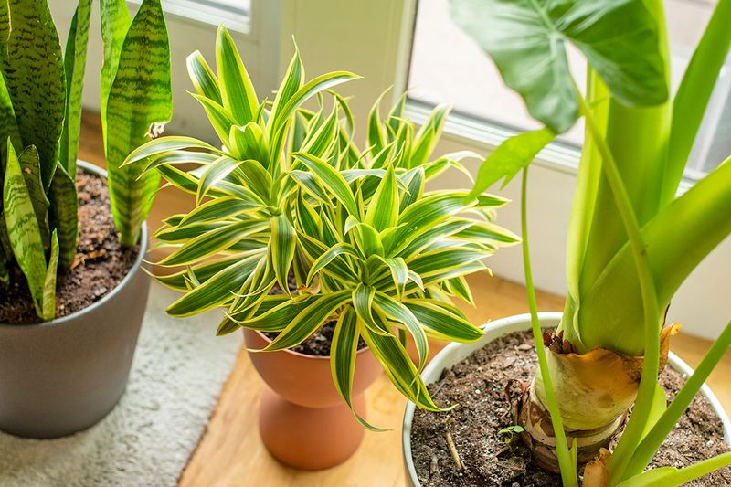 Healthy plants in planters on windowsill.